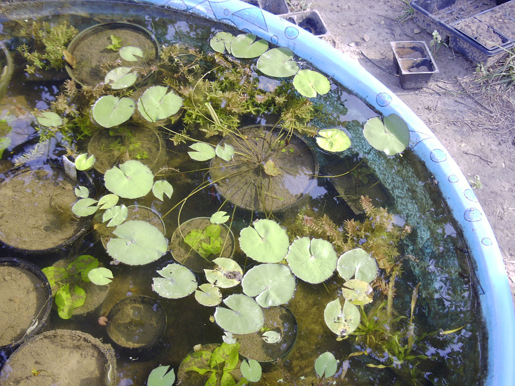 Nymphaea minuta July 21 06 Image004